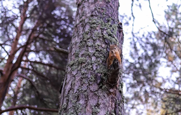 Sciurus Vulgaris Écureuil Dans Une Clairière Forestière Nourris Main Curieux — Photo