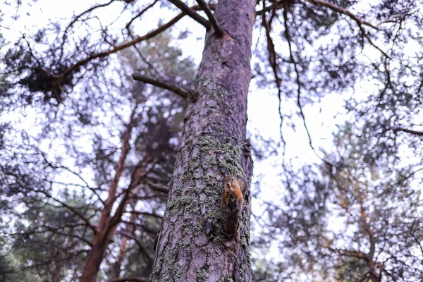 Sciurus vulgaris. Squirrel in a forest clearing. Feeding from your hand. Curious. The pine forest of the island of Yagry. Severodvinsk. Autumn day.