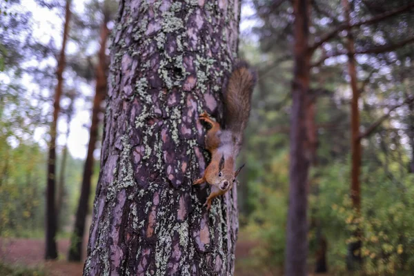 Sciurus Vulgaris Wiewiórka Leśnej Polanie Karmienie Twojej Ręki Ciekawski Las — Zdjęcie stockowe