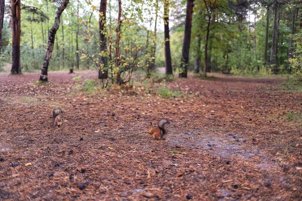 Sciurus vulgaris. Squirrel in a forest clearing. Feeding from your hand. Curious. The pine forest of the island of Yagry. Severodvinsk. Autumn day.