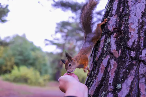 Sciurus vulgaris. Ormandaki bir sincap. Senin elinden besleniyor. Merak ettim. Yagry adasının çam ormanı. Severodvinsk. Sonbahar günü.