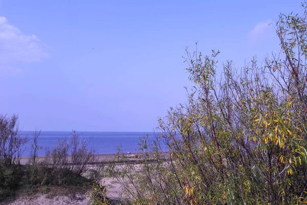 Severodvinsk 'teki Yagry Adası' nda yaz günü. Eşsiz çam ormanı. Beyaz deniz kıyısında. Deniz gelgiti. geniş gelgit bandı