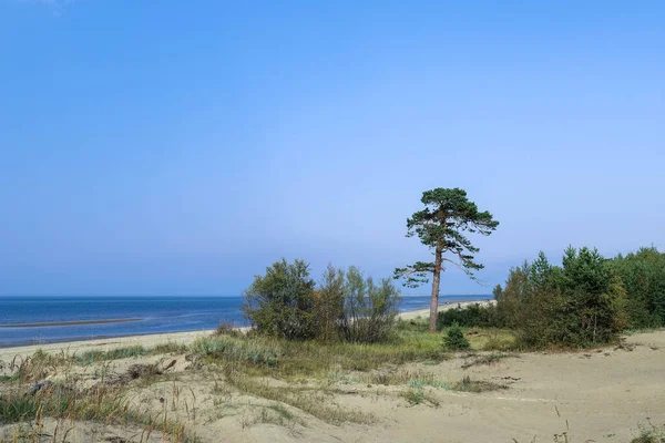 Jour Été Sur Île Yagry Severodvinsk Forêt Pins Unique Côte — Photo