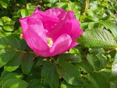 Gül kalçası çiçek-sonbahar gülümsemesi. Meyve salkımlı bir çalılıkta güzel pembe bir çiçek. Yagry Adası, Severodvinsk