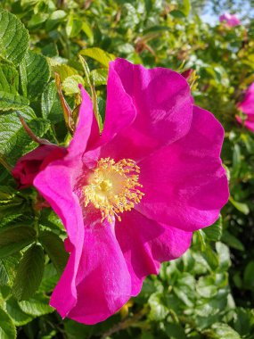 Gül kalçası çiçek-sonbahar gülümsemesi. Arılar güzel beyaz bir çiçekten son nektarı toplarlar. Yagry Adası, Severodvinsk