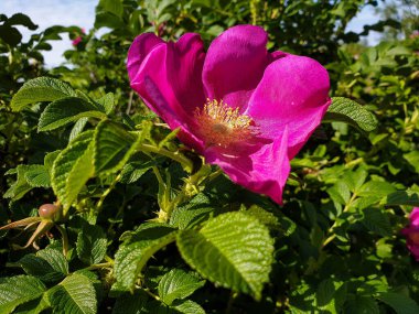 Gül kalçası çiçek-sonbahar gülümsemesi. Arılar güzel beyaz bir çiçekten son nektarı toplarlar. Yagry Adası, Severodvinsk