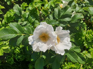 Gül kalçası çiçek-sonbahar gülümsemesi. Arılar güzel beyaz bir çiçekten son nektarı toplarlar. Yagry Adası, Severodvinsk