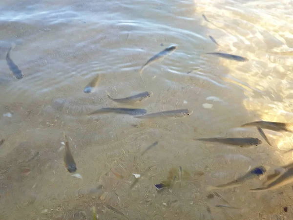 黑海沿岸一个温暖的夏日早晨 Krasnodar地区的Anapa 水下的沙子 海底的波浪 — 图库照片