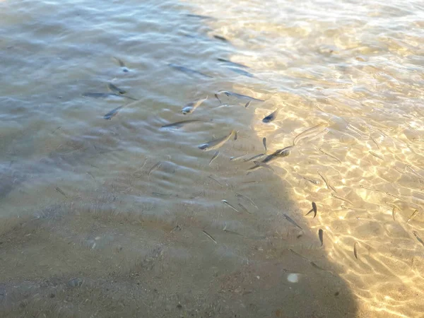 Varm Sommarmorgon Vid Svarta Havets Kust Anapa Krasnodar Regionen Sand — Stockfoto