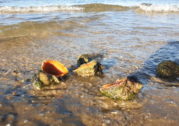 Rapana Itt Muricidae Ragadozó Tengeri Haslábú Puhatestűek Egy Meleg Nyári — Stock Fotó