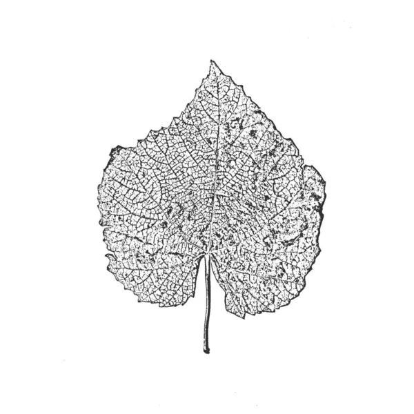 Perturbación textura de madera seca vieja. Fondo grunge blanco y negro. Ilustración vectorial — Vector de stock