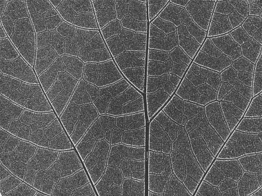 Sıkıntı eski kuru ahşap doku. Siyah ve beyaz grunge arka plan. Vektör çizimi