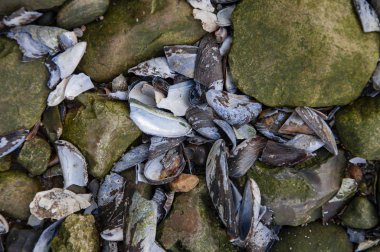 Sıkıntılı deniz kabuğu ve midye dokusu. Duvar kağıdı ve web tasarımı için Grunge arkaplanı