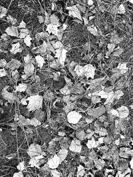 Úzká textura s borovicemi, smrky, jehličnany, letáky a suchá tráva na zemi v lese. Černobílé grunge pozadí. — Stockový vektor