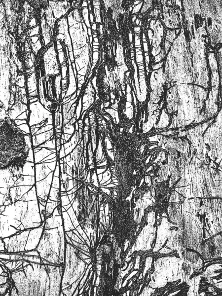 根で古い乾燥した木の樹皮のテクスチャを苦痛にします 黒と白のグランジの背景 Eps8ベクトル図 — ストックベクタ