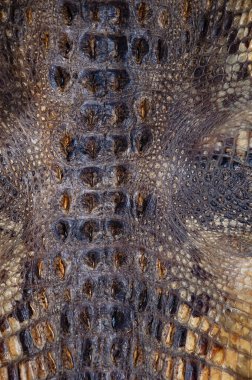 Timsah derisi, doğal katman dokusu. Duvar kağıdı ve web tasarımı için arkaplan.