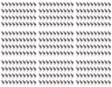 Heron Ardeidae izole edilmiş beyaz arka plan. Doğa. Kuşlar.