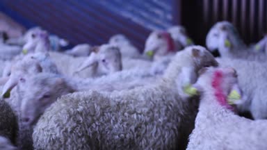 Kuzular kamyondan çiftliğe boş.