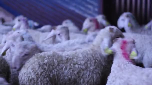 羔羊从卡车上卸到农场 — 图库视频影像