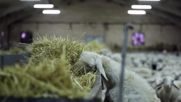 Cordeiros Pastando Dentro Fazenda — Vídeo de Stock