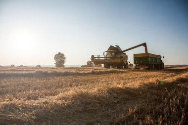 Sarı hasatçı gün batımında bir buğday çiftliğini hasat ediyor ve traktörü depoya yüklüyor.