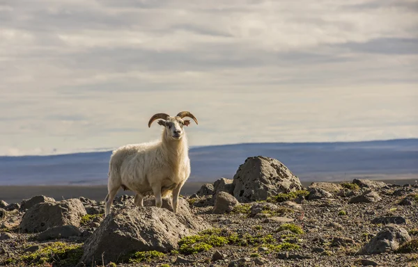 Овцы в горах Исландии — стоковое фото