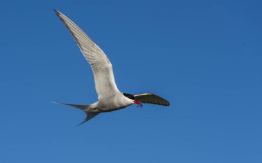 Arctic balık ile uçan sumru