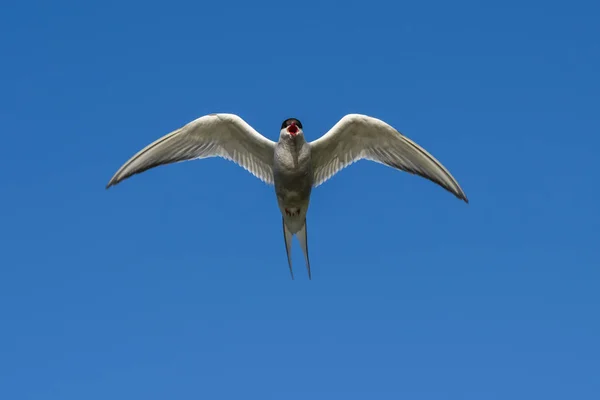 Arctic Tern Voando e fazendo barulho — Fotografia de Stock