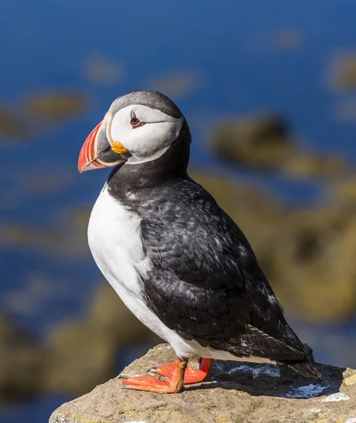 Lunnefågel på stående på Rock, Island — Stockfoto
