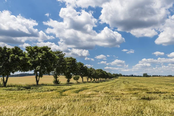 Kornfeld burgk-bleiberg kobersfelsen — Stockfoto