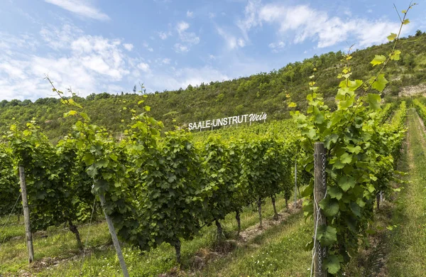 Saale Ayırıcı Şarap