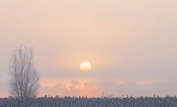 Sunrise in Weerribben-Wieden — Stock Photo, Image