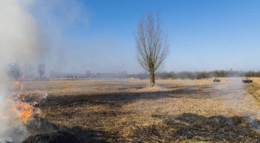 Reed alan Giethoorn üzerinde yanan kamışı