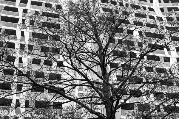 Architektonická budova strom Rotterdam Bw — Stock fotografie