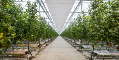 Büyük domates kreş 