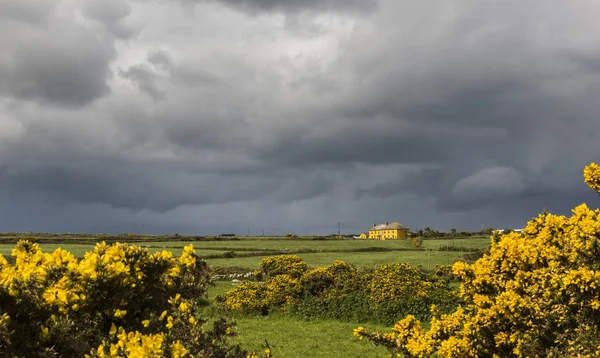 Paisagem da Cornualha com Gorse Comum — Fotografia de Stock