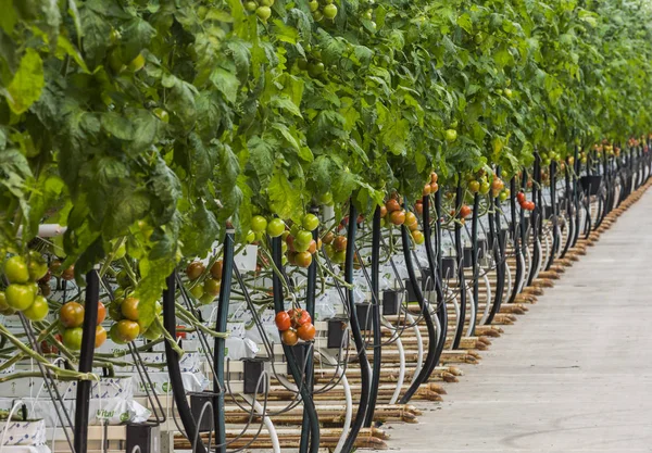 偉大なトマト育苗温室効果 — ストック写真