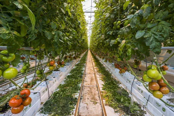 Domates kreş sera
