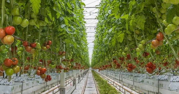 Bra tomat plantskola Stockbild