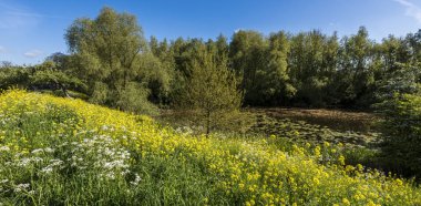 Kolza tohumu ile göl Hondegat