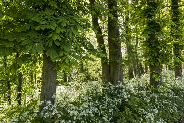 Árboles de Castaño con Hierba de Flauta — Foto de Stock