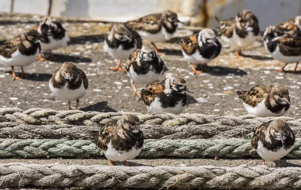 Ruddy turnstone på kajen — Stockfoto