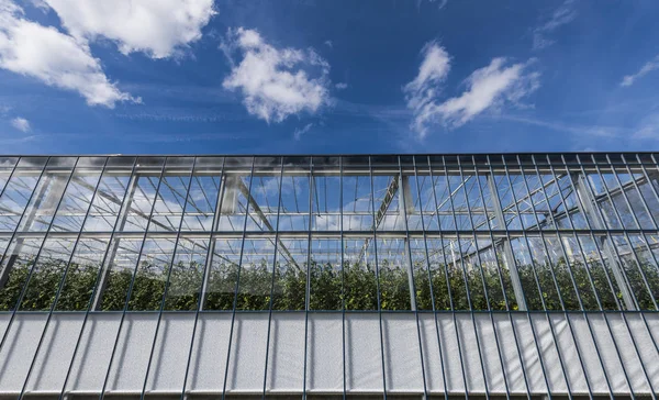 Tomato Glass Greenhouse — Stock Photo, Image