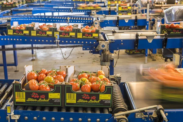 Produkce rajčat pásu dopravníku — Stock fotografie