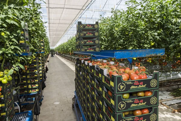 Sera domates Harmelen