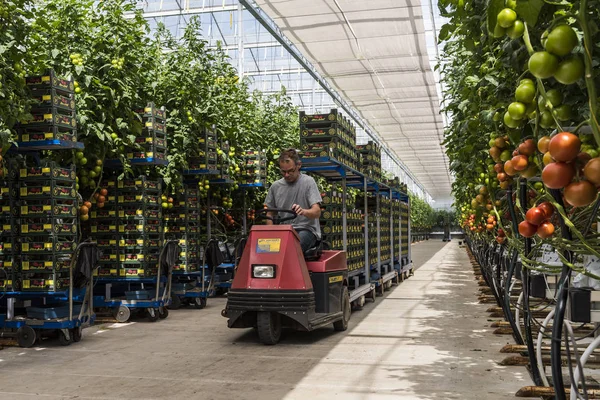 Çalışan sera domates Harmelen