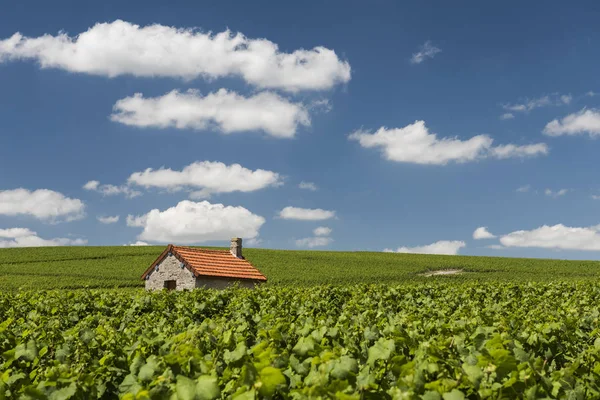 Billy-Le-Grand vingårdar och moln — Stockfoto