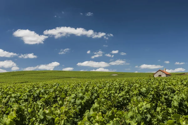 Billy-Le-Grand Vineyards and House — Stock Photo, Image