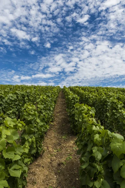 Champagne Vineyard Clouds Summer — Stock Photo, Image
