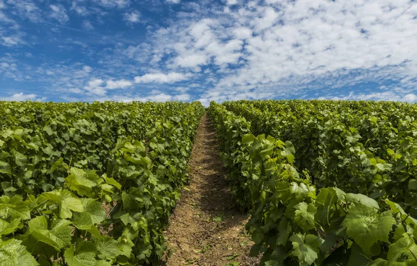 Champagne vingård moln — Stockfoto